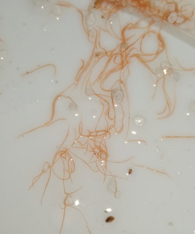 Tubifex detritus worms found living in a filter
