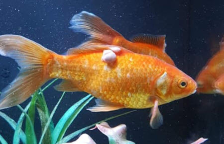 goldfish tumor