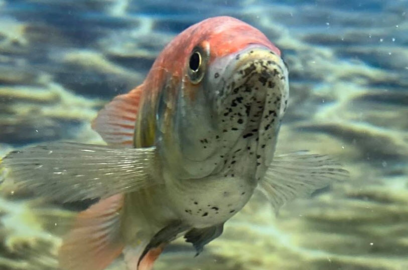 Black Spots on a fish's chin