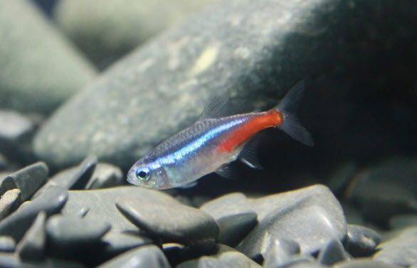 Fish with neon tetra disease