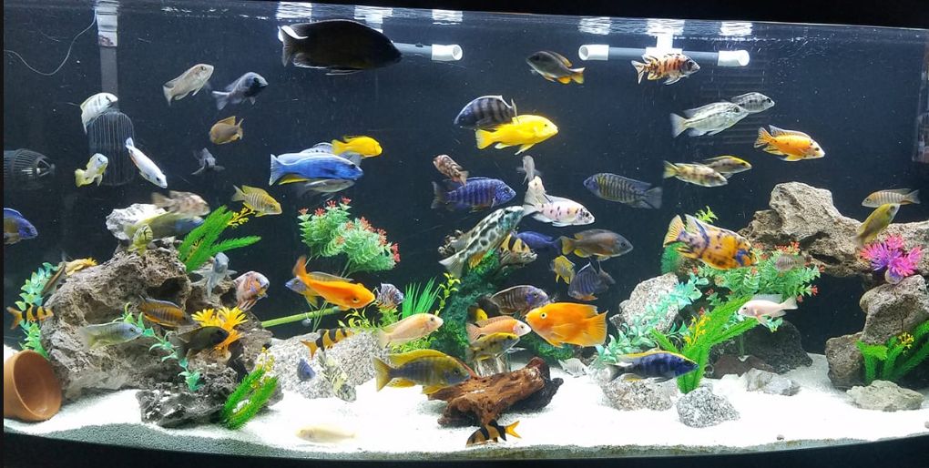 Central American and African Cichlids together