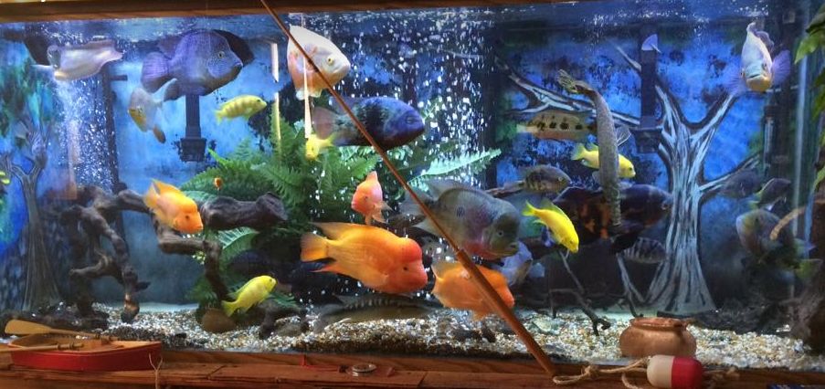 Central American, South American and African cichlids together