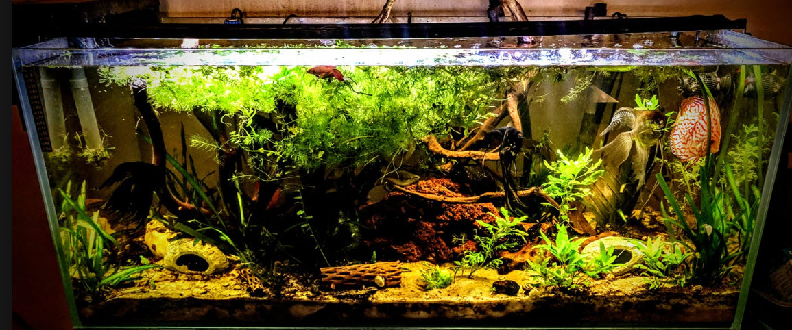 The ever-evolving planted blackwater/botanical-style tank 🐟🍂🍃