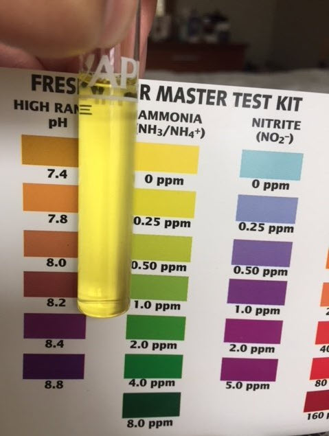 API ammonia test