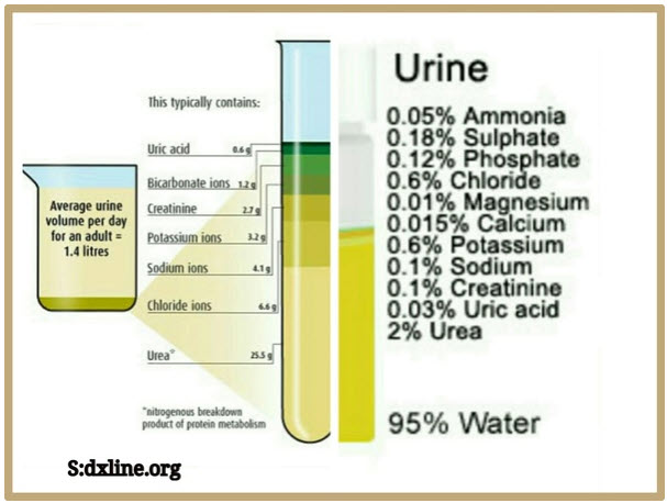 Composition of Urine