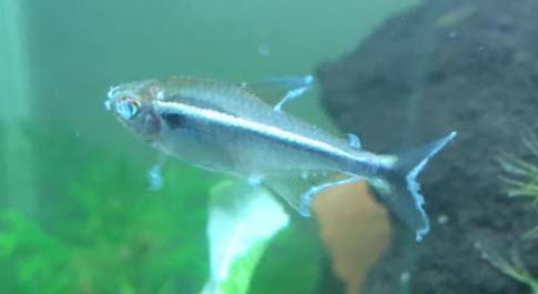10.3.4. Fin Rot in Aquarium Fish