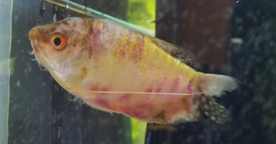 10.3.6. Red Blotches or Septicemia in Aquarium Fish