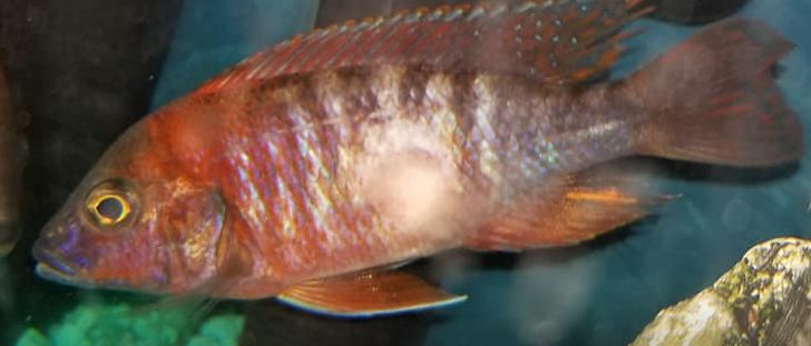 10.3.1. Skin Ulcers in Aquarium Fish