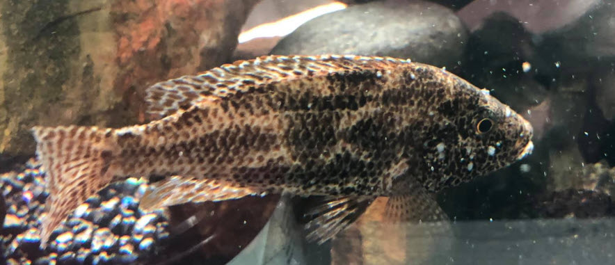 11.1.2. Spots on Head of a fish