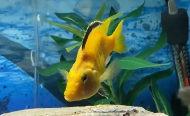 11.9. Spinal Deformities in Aquarium Fish