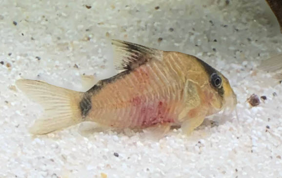 11.11. Red Skin Blotches on a Corydora Fish