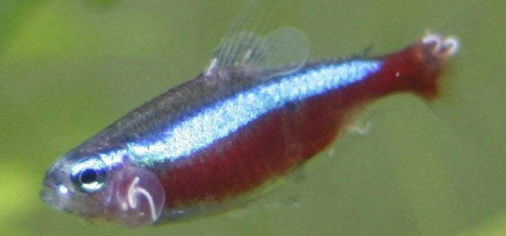 dermocystidium on a cardinal fish
