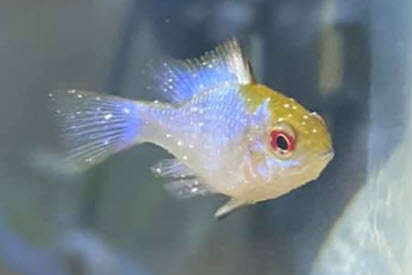 White spots on my fishes' tails  Freshwater Fish Disease and