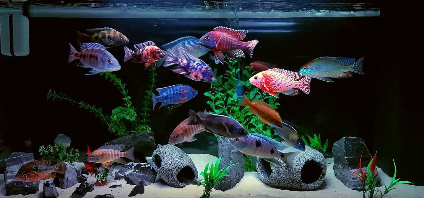 1.5.1. Aquarium Examples