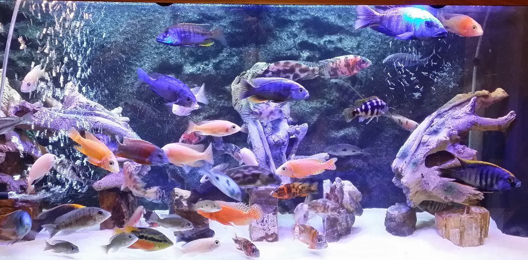 10.12. Nematodes in Aquarium Fish
