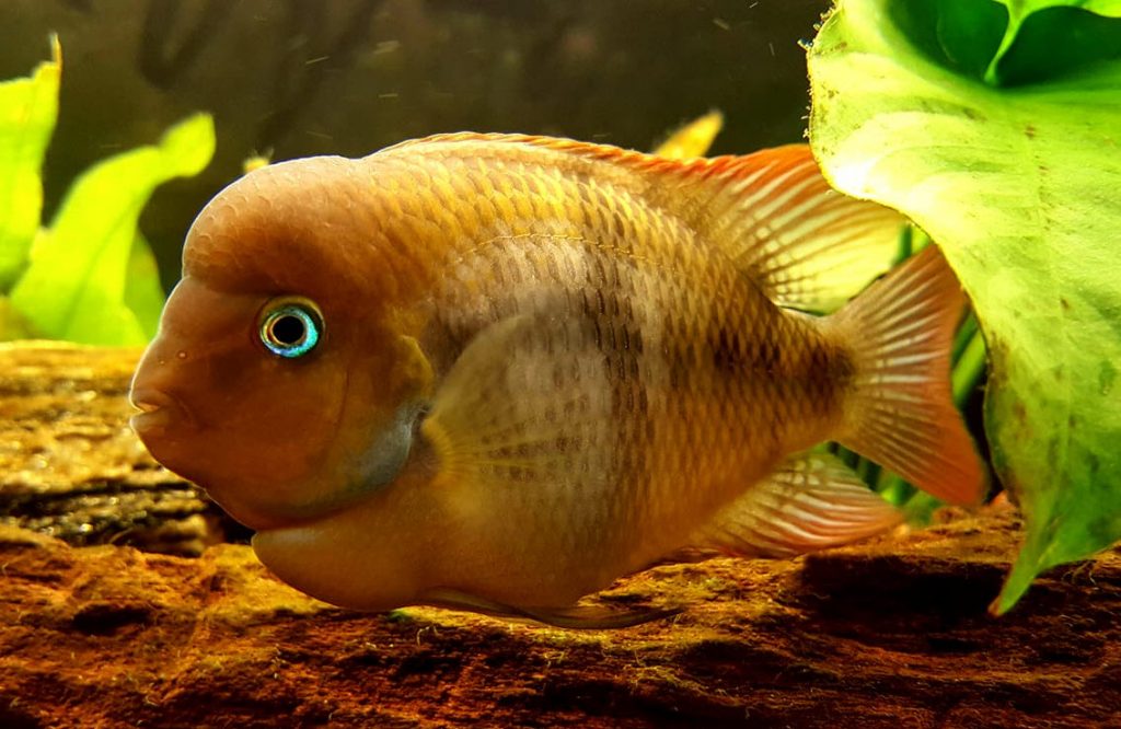 picture of an aquarium fish Amatitlania sajica, T-bar cichlid