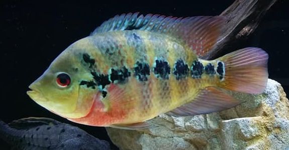 Tropical fish photo Amphilophus lyonsi