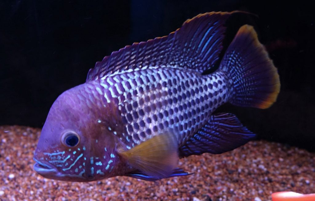 tropical fish photo Andinoacara rivulatus, Gold Saum
