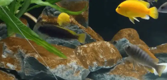 1.1.9. "Brown Algae" in an aquarium