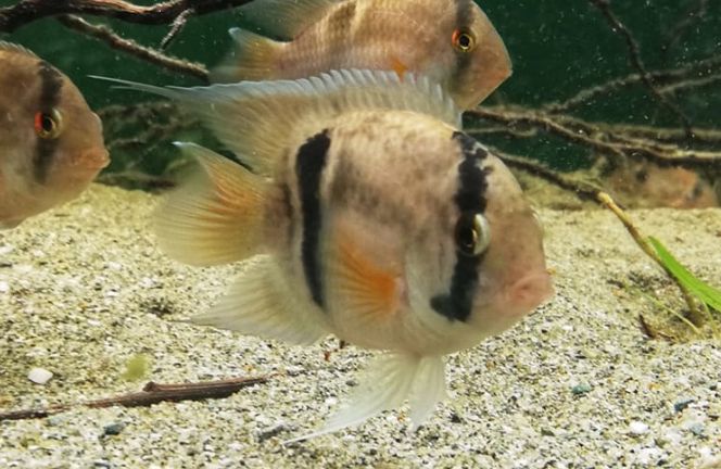 tropical fish photo Cleithracara maronii Keyhole Cichlid