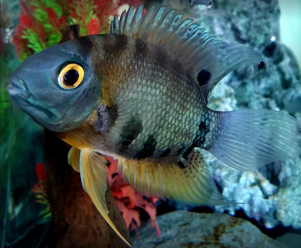 photo of a tropical fish Heros severus, Red Neck Severum