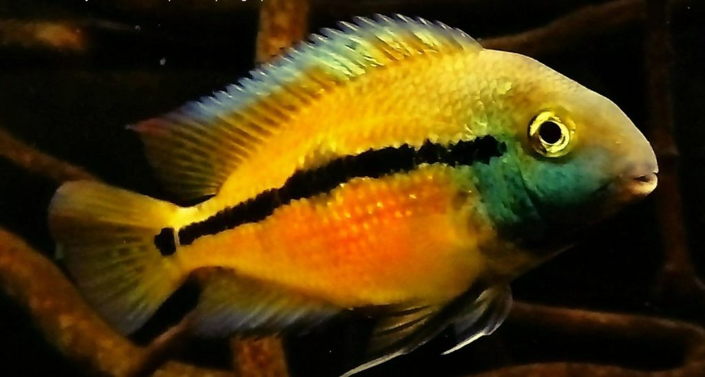 image of a tropical fish Hypsophrys nicaraguensis Nicaragua Cichlid