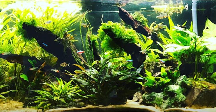 15. Planted Aquariums
