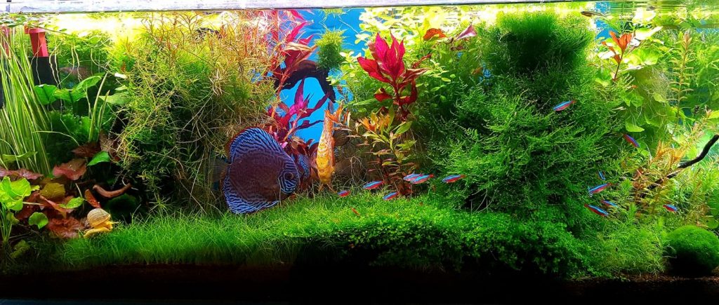 15.2. Fish for a Planted Aquarium