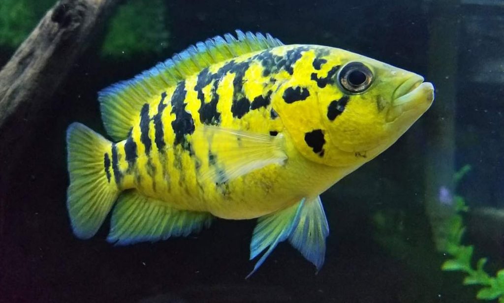 Tropical fish photo Parachromis Multifasciatus