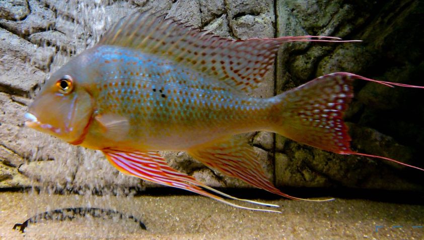 tropical fish photo Geophagus altifrons
