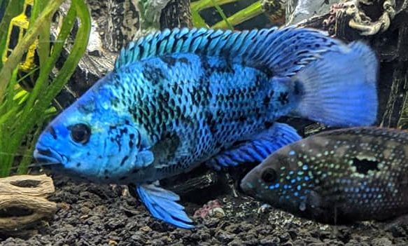 tropical fish photo Rocio octofasciata, Electric Blue Jack Dempsey