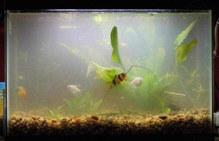 How to Clear Up Cloudy Fish Tank Water with 5 Easy Methods – Aquarium Co-Op