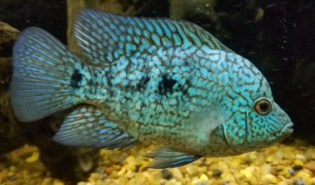 tropical fish photo Herichthys cyanoguttatus, Texas Cichlid