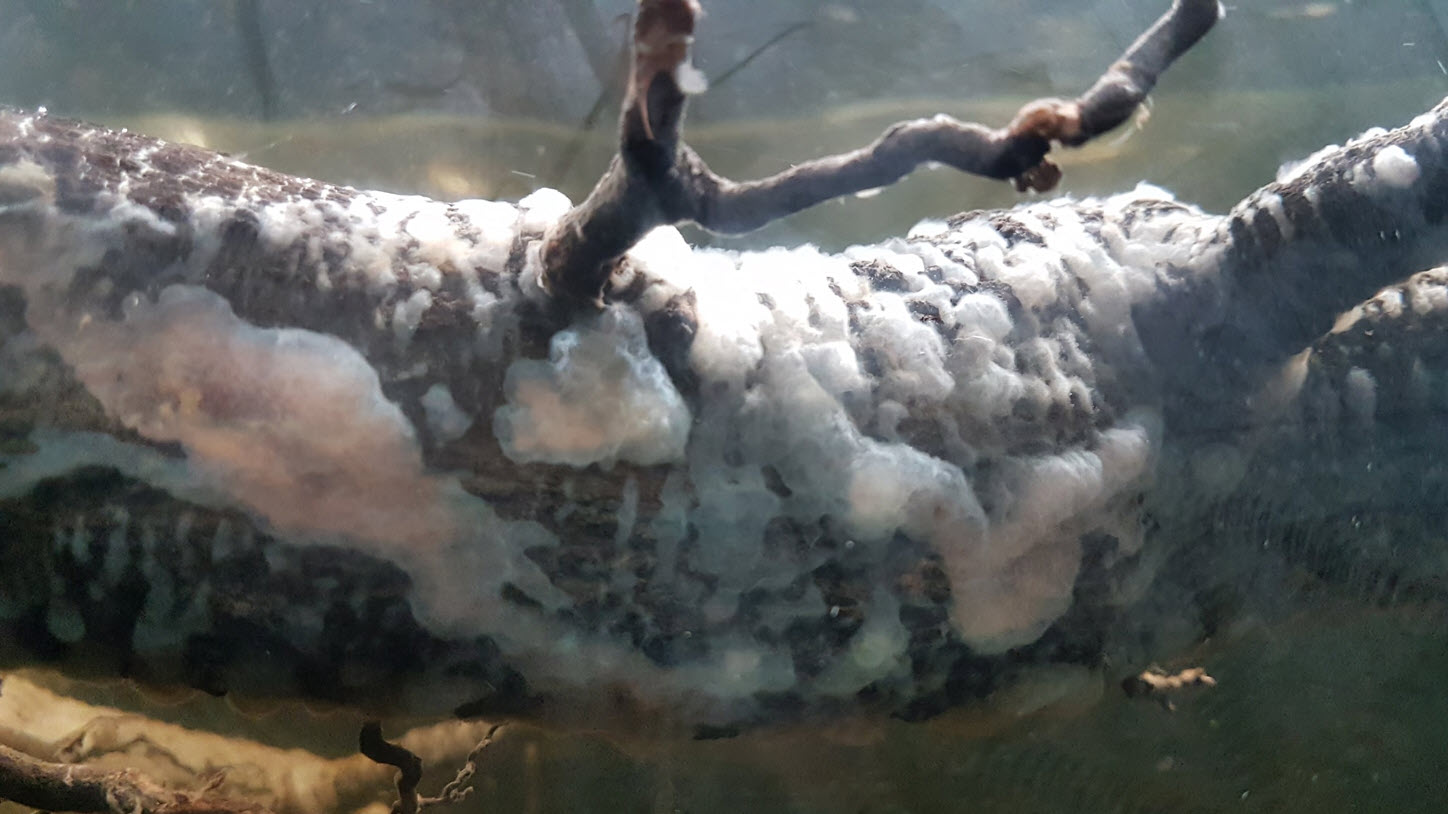 16.10. Biofilm or Water Mold in the Aquarium