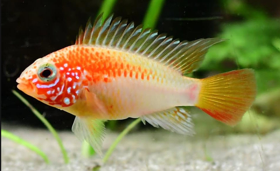image of an aquarium fish Apistogramma Macmasteri