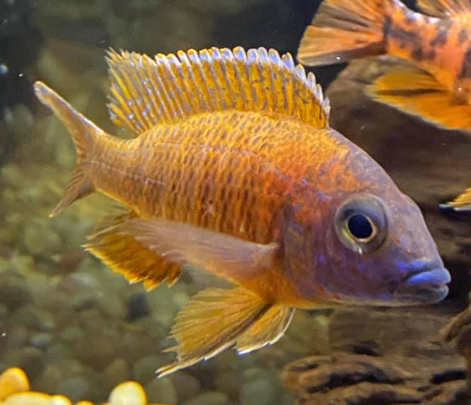 image of an aquarium fish German Red Peacock