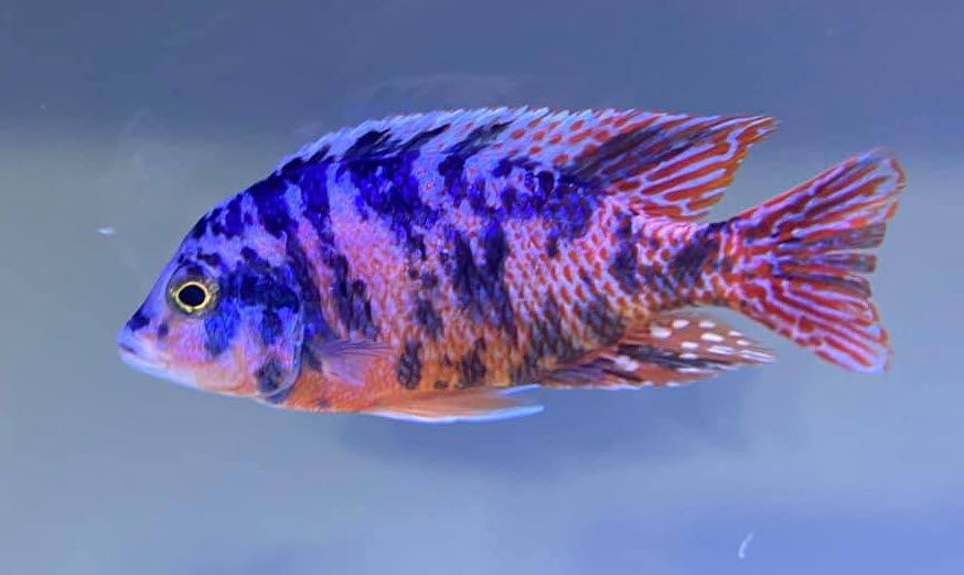 image of an aquarium fish OB Red Empress