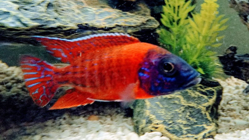 image of an aquarium fish Aulonocara SP Super Red Ruby Peacock