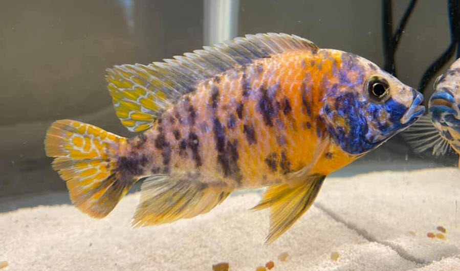 image of an aquarium fish Yellow OB Peacock