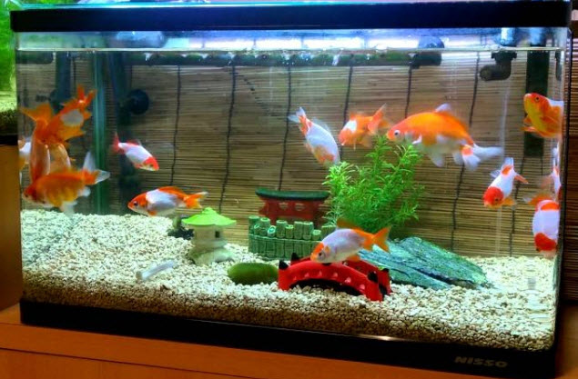 cool goldfish tank