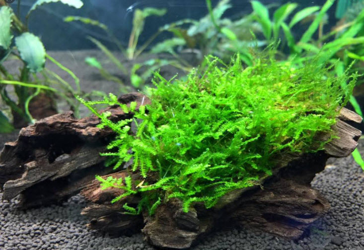  imagen de una planta de acuario llamada Java Moss