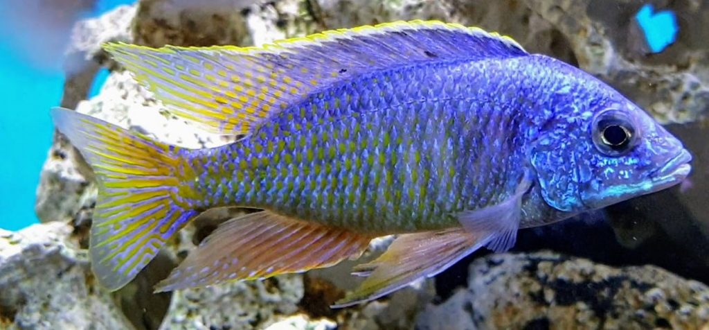 image of an Aquarium fish Protomelas Fenestratus Fire Blue Lupingu