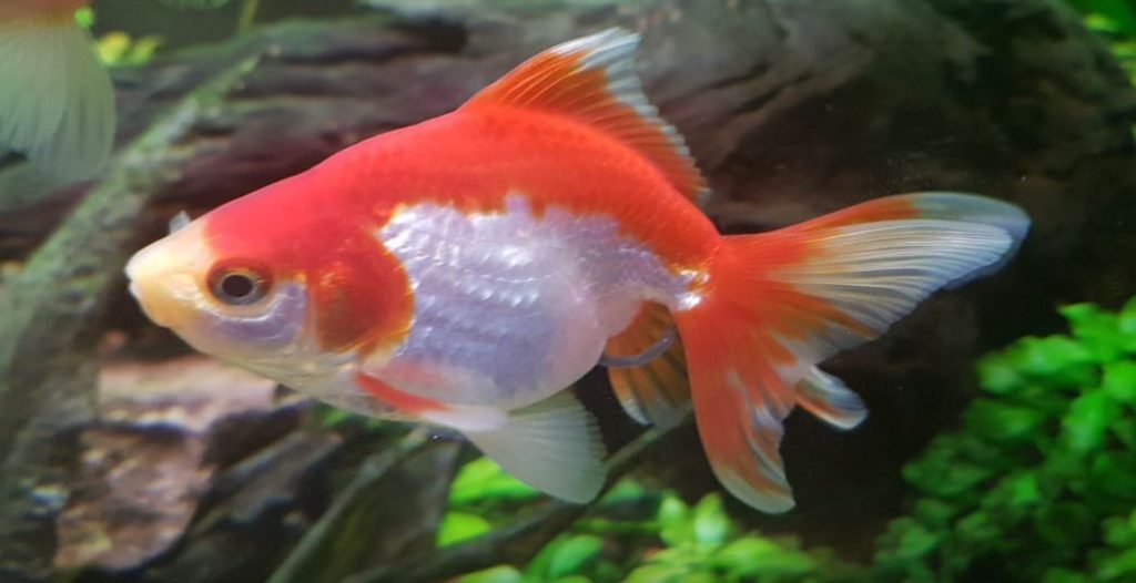 ryukin goldfish standard
