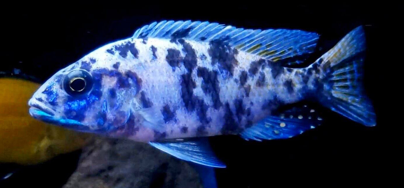 Aquarium fish Sciaenochromis fryeri OB blueberry