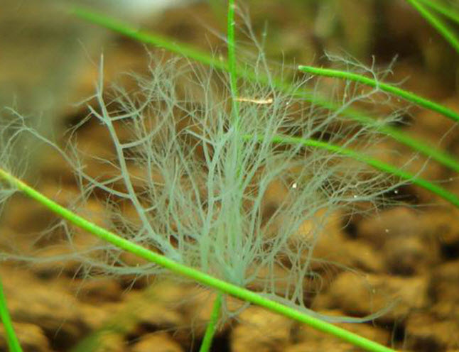 Akvárium Staghorn alga