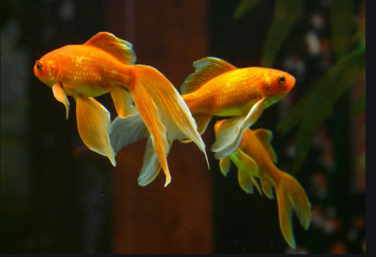Veil tail Goldfish
