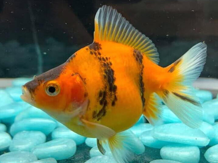 Fancy goldfish