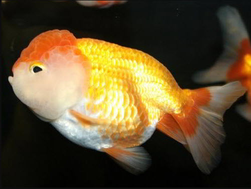 Lionhead goldfish