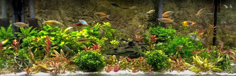 5-5-chlorine-and-chloramine-in-the-aquarium