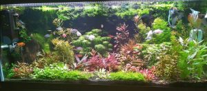 Substrates for a Planted Aquarium